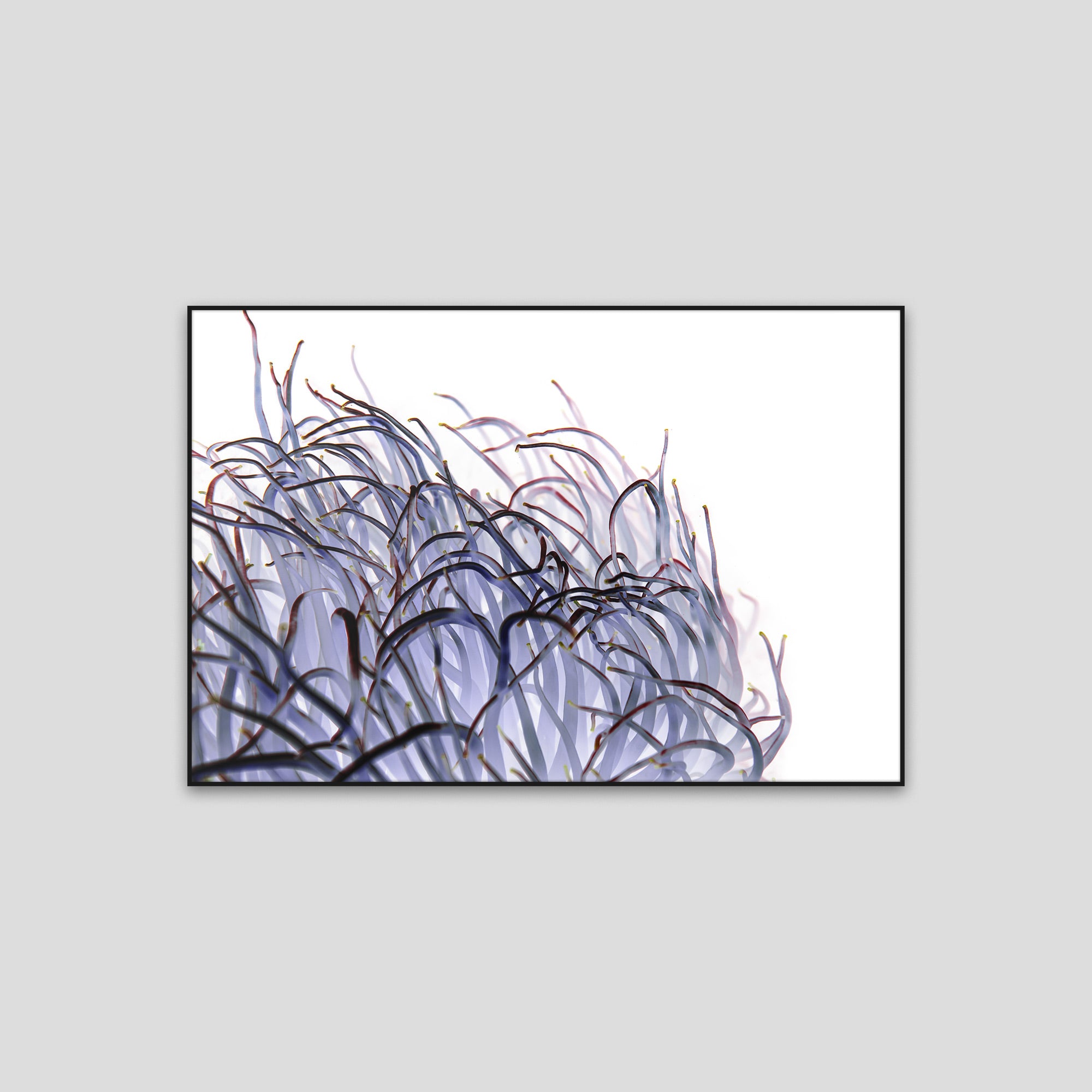 絵画 anemone The Anemone